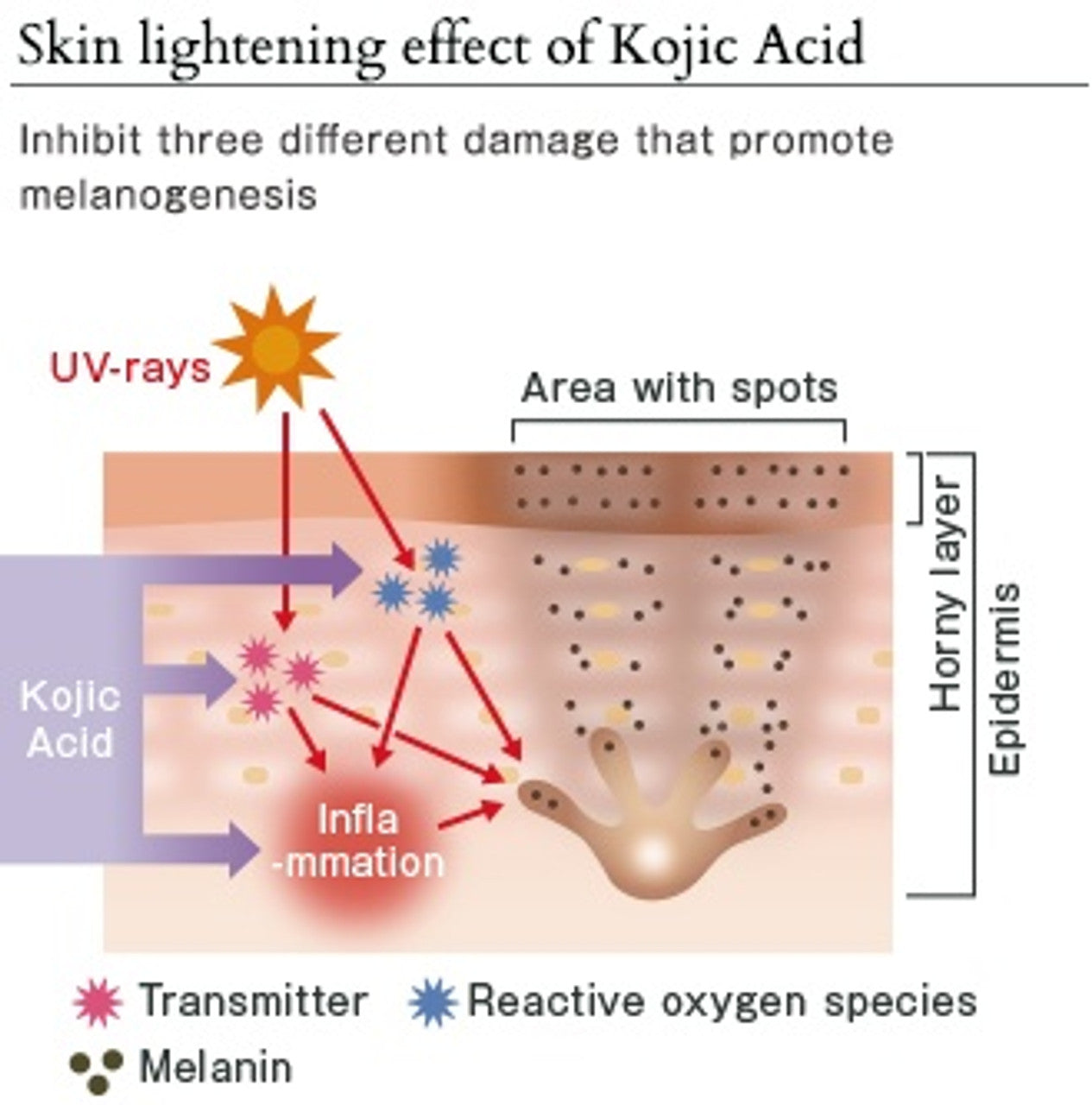4 Kojic Acid Soaps (4 Packs/8 Pieces)